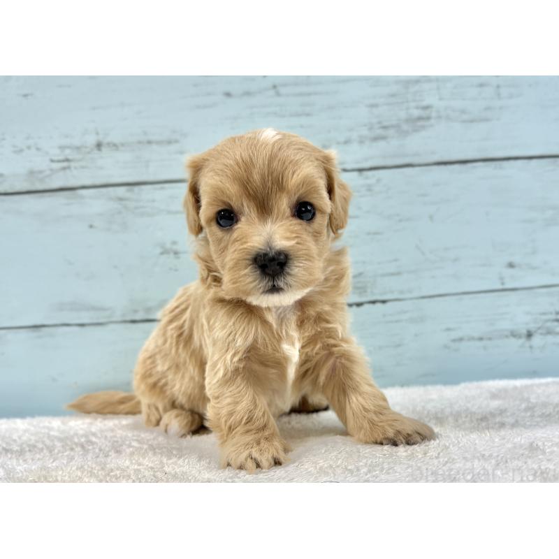 販売中の千葉県のマルプー:マルチーズ×トイプードル-447040の6枚目