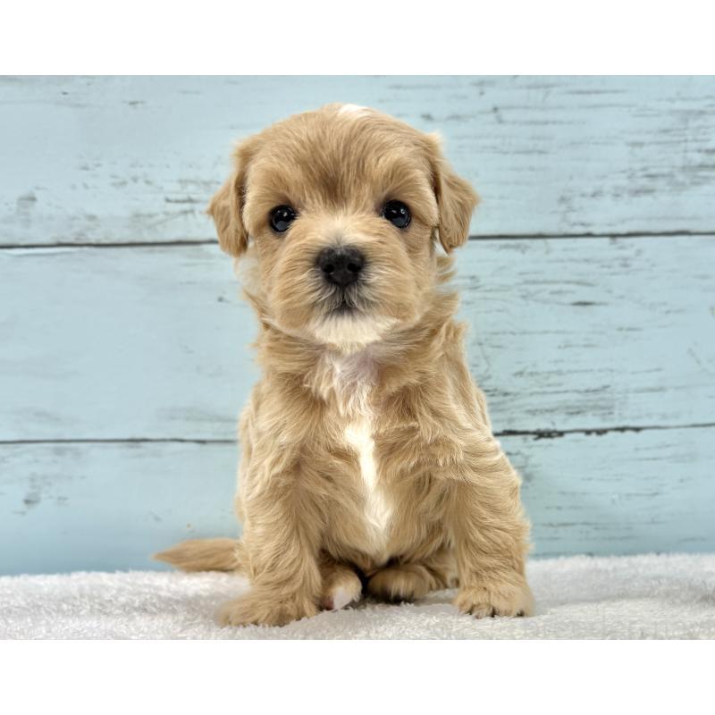 販売中の千葉県のマルプー:マルチーズ×トイプードル-447040の5枚目