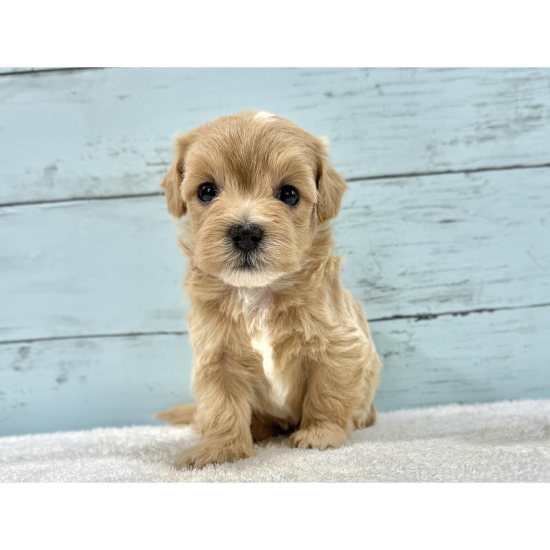 販売中の千葉県のマルプー:マルチーズ×トイプードル-447040の4枚目