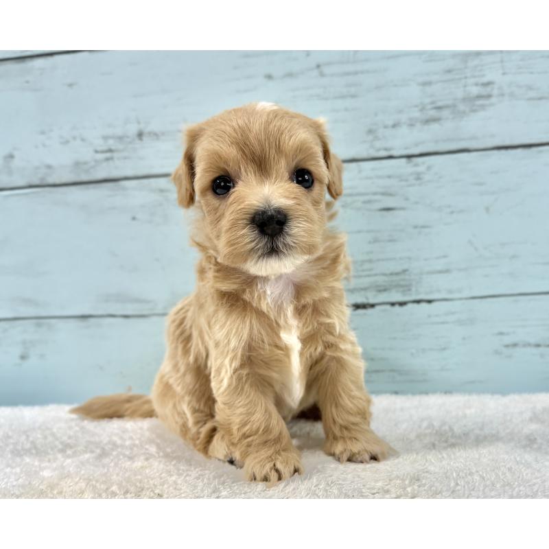 販売中の千葉県のマルプー:マルチーズ×トイプードル-447040の3枚目