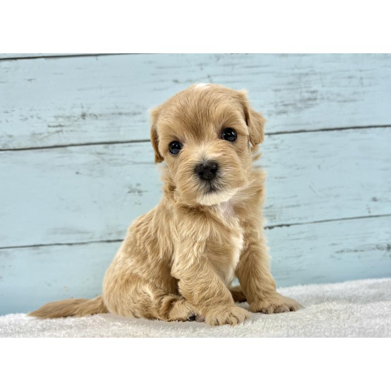 販売中の千葉県のマルプー:マルチーズ×トイプードル-447040の2枚目