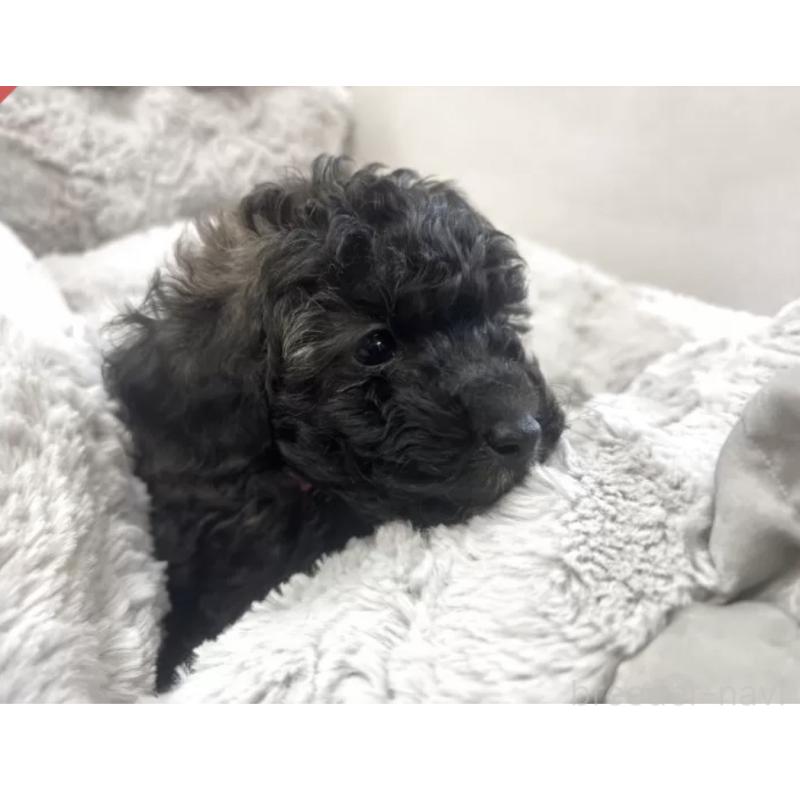 販売中の熊本県のトイプードル-447042の3枚目