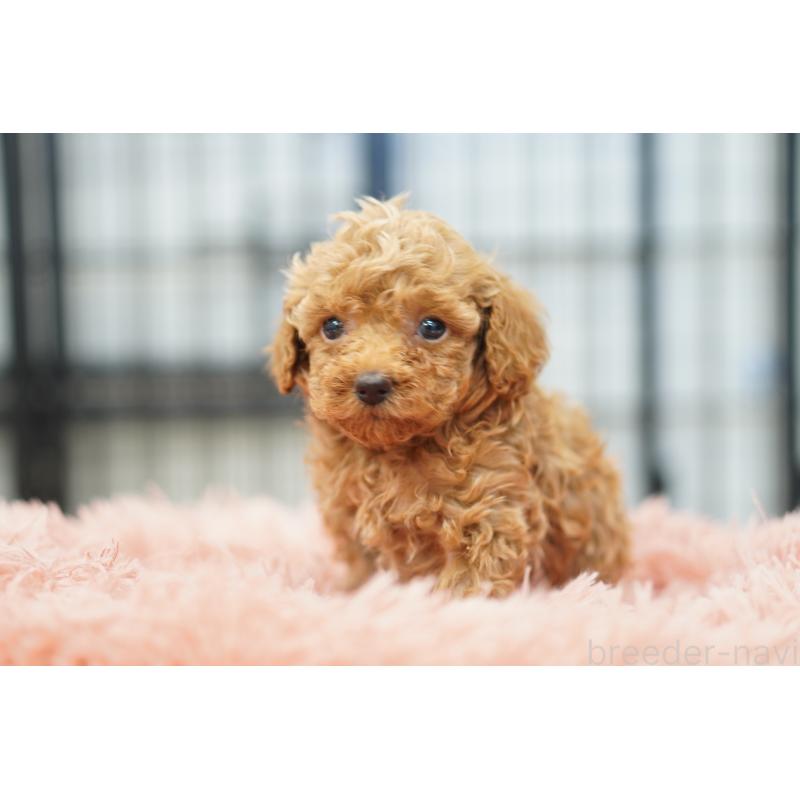 販売中の埼玉県のタイニープードル-447044の5枚目