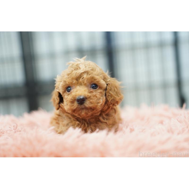 販売中の埼玉県のタイニープードル-447044の4枚目