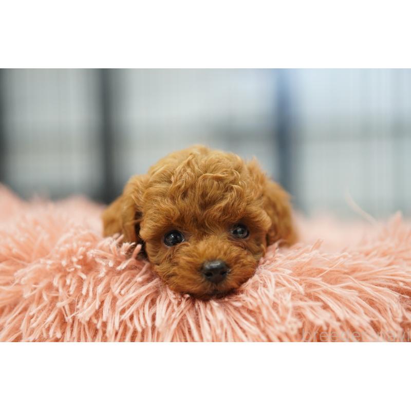 販売中の埼玉県のタイニープードル-447045の5枚目