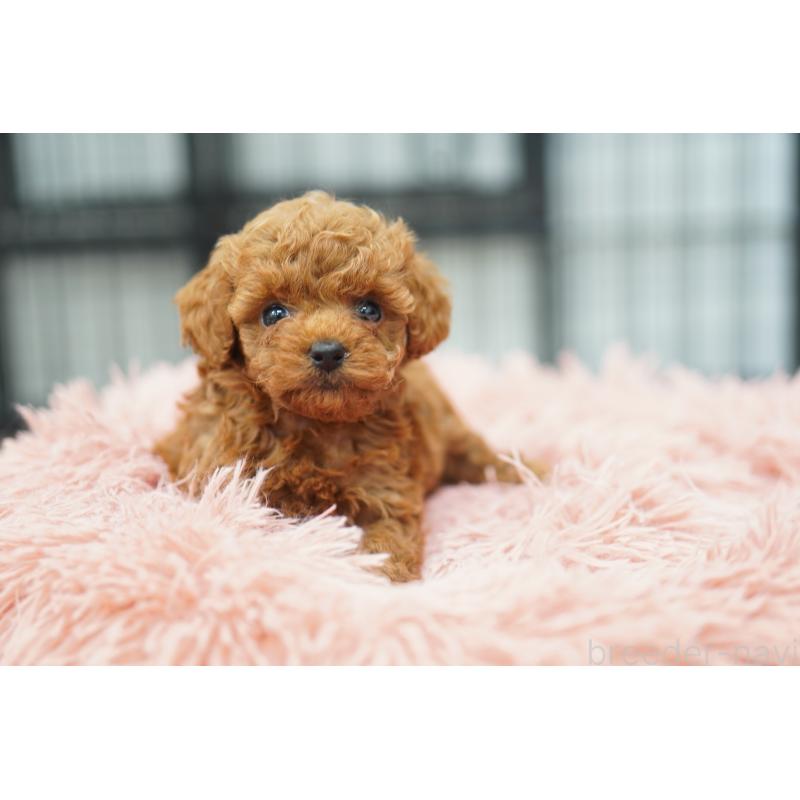 販売中の埼玉県のタイニープードル-447045の4枚目