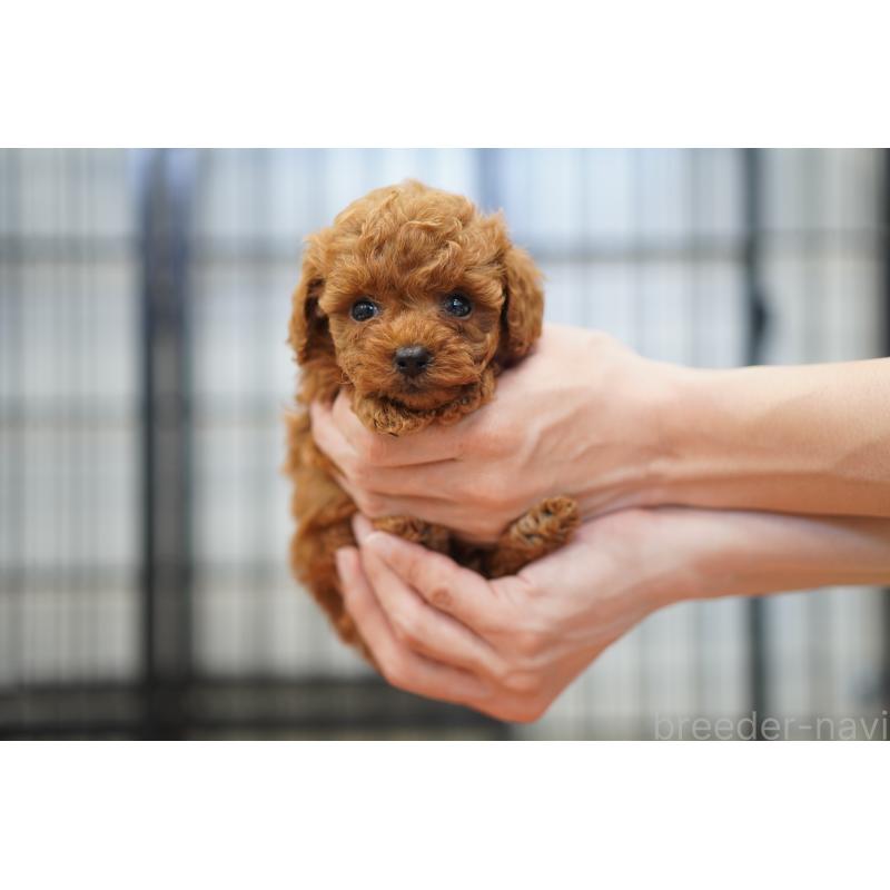 販売中の埼玉県のタイニープードル-447045の3枚目