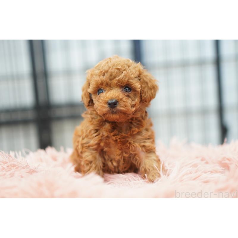 販売中の埼玉県のタイニープードル-447045の2枚目