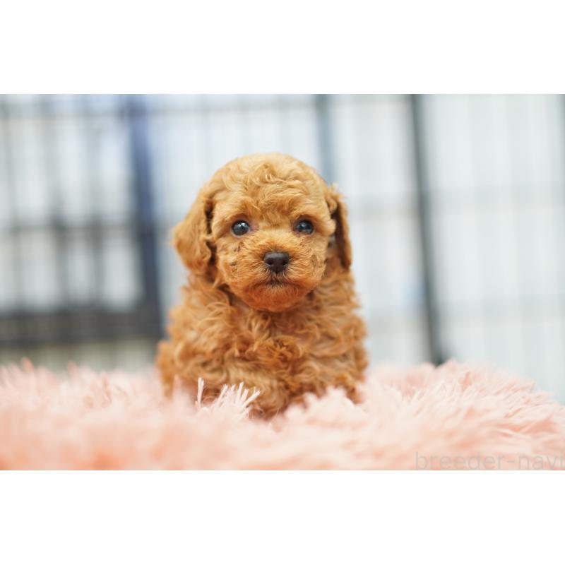 販売中の埼玉県のタイニープードル-447046の4枚目