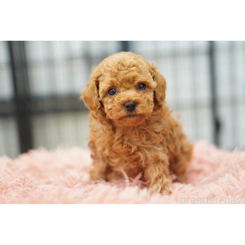 販売中の埼玉県のタイニープードル-447046の3枚目