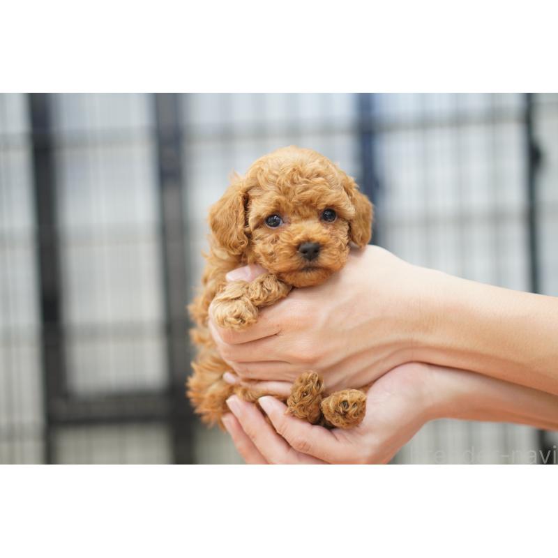 販売中の埼玉県のタイニープードル-447046の2枚目