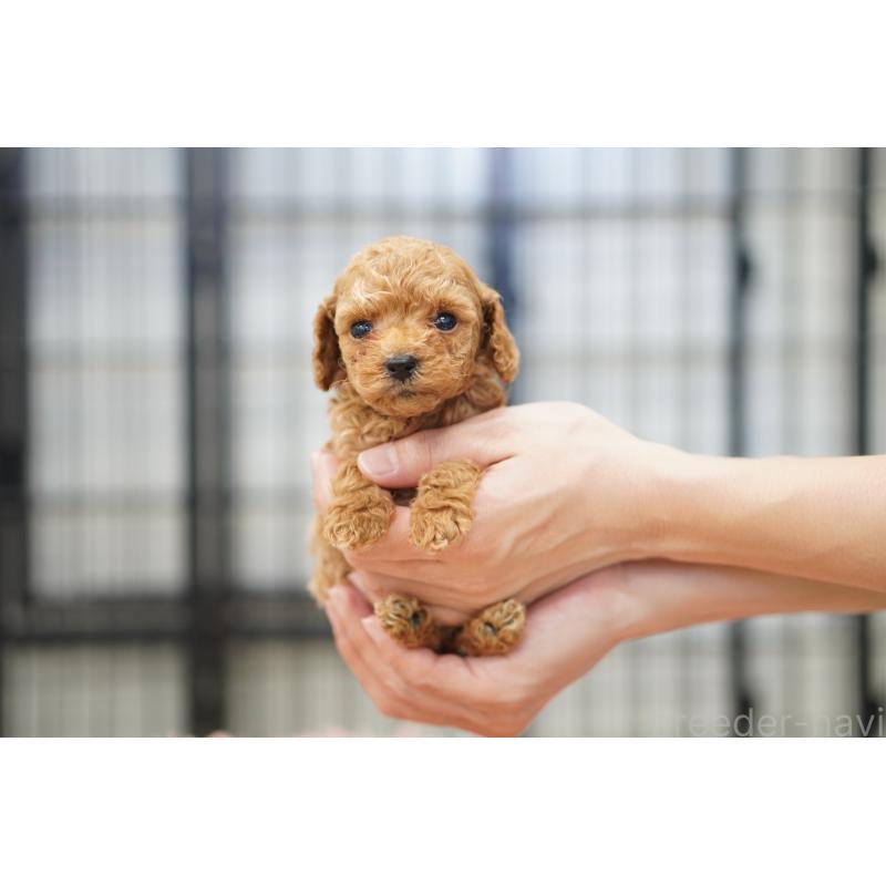 販売中の埼玉県のタイニープードル-447049の5枚目