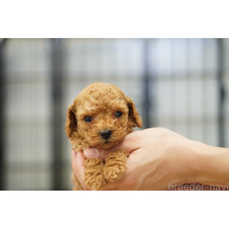 販売中の埼玉県のタイニープードル-447049の3枚目