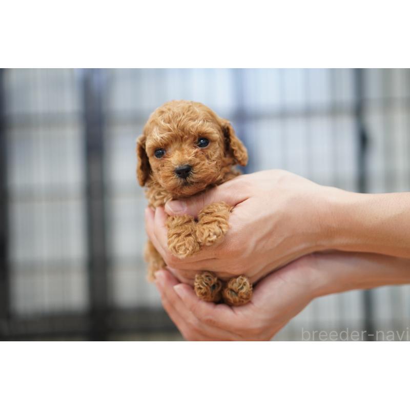 販売中の埼玉県のタイニープードル-447049の2枚目