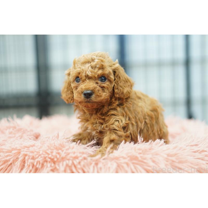 販売中の埼玉県のタイニープードル-447050の5枚目