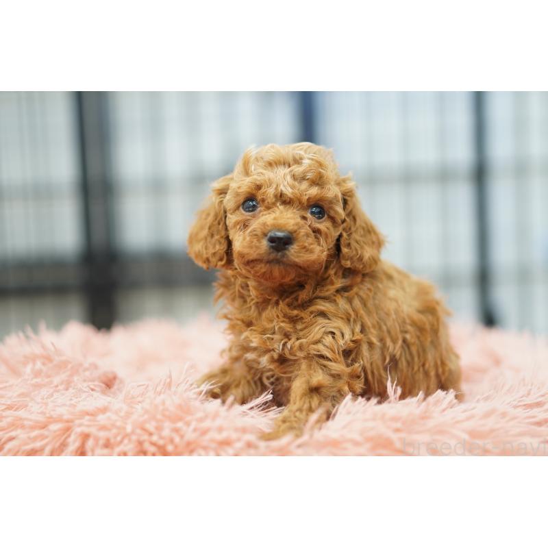 販売中の埼玉県のタイニープードル-447050の2枚目