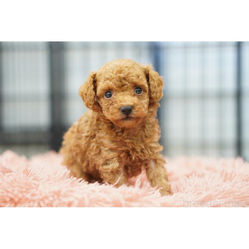 販売中の埼玉県のタイニープードル-447051の5枚目