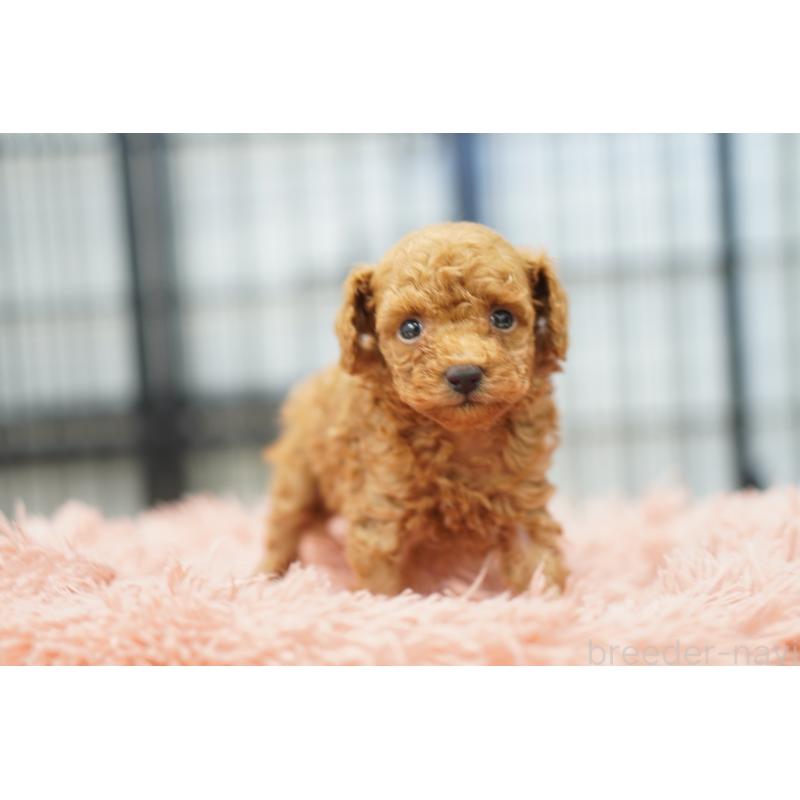 販売中の埼玉県のタイニープードル-447051の4枚目