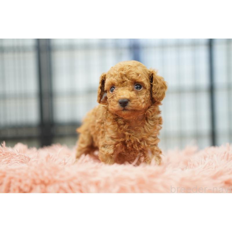 販売中の埼玉県のタイニープードル-447051の3枚目