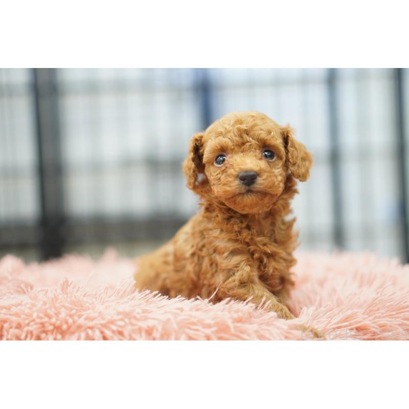 販売中の埼玉県のタイニープードル-447051の2枚目