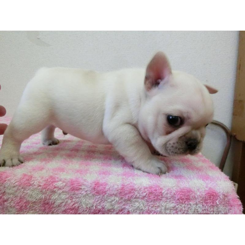 販売中の兵庫県のフレンチブルドッグ-447052の5枚目