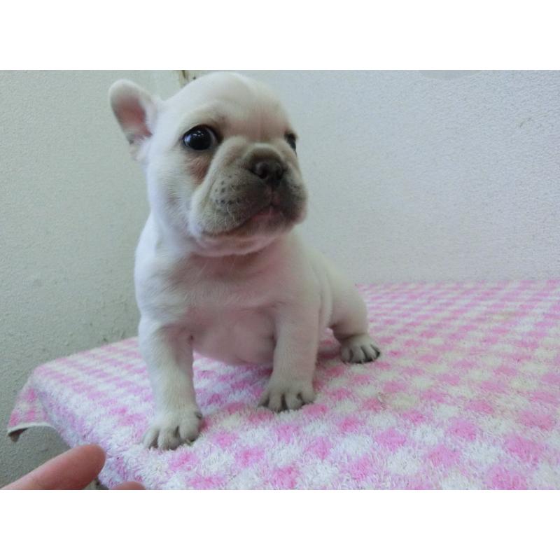 販売中の兵庫県のフレンチブルドッグ-447052の3枚目