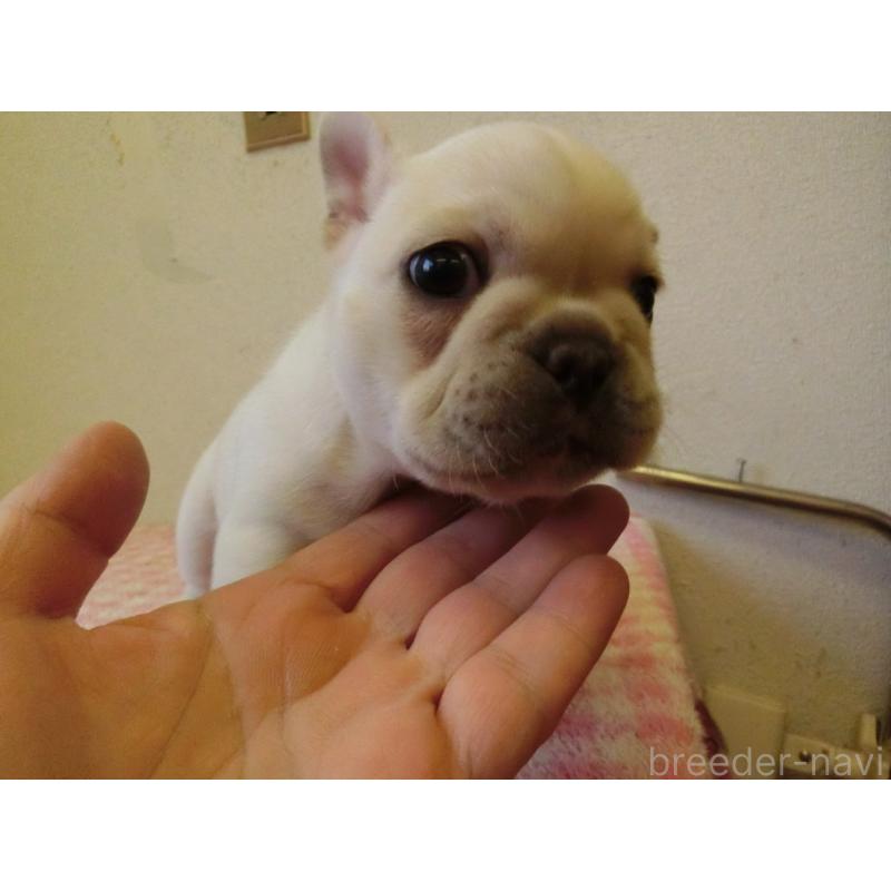 販売中の兵庫県のフレンチブルドッグ-447052の2枚目