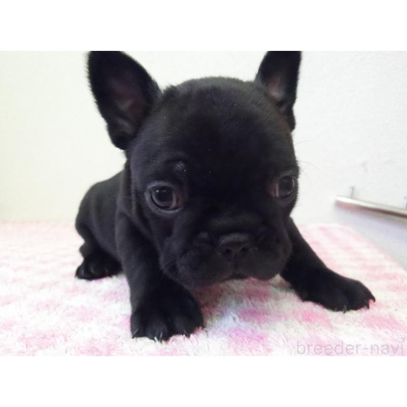 販売中の兵庫県のフレンチブルドッグ-447055の4枚目