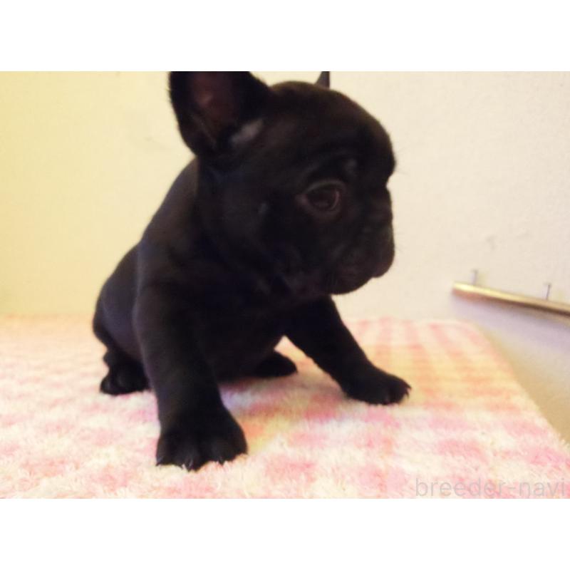 販売中の兵庫県のフレンチブルドッグ-447055の3枚目