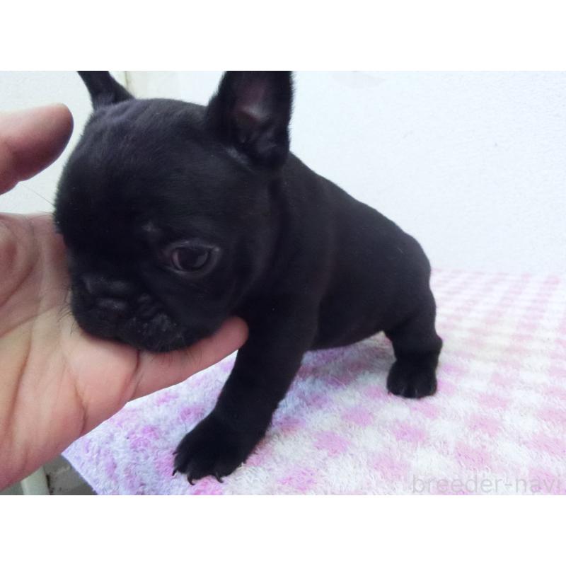 販売中の兵庫県のフレンチブルドッグ-447055の2枚目