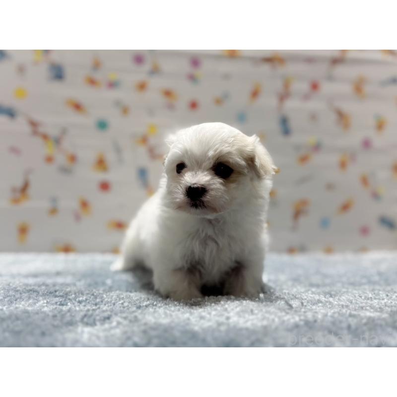 商談中の東京都のマルチーズ-444417