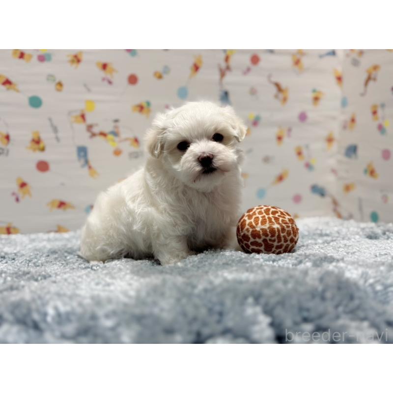 販売中の東京都のマルチーズ-444418