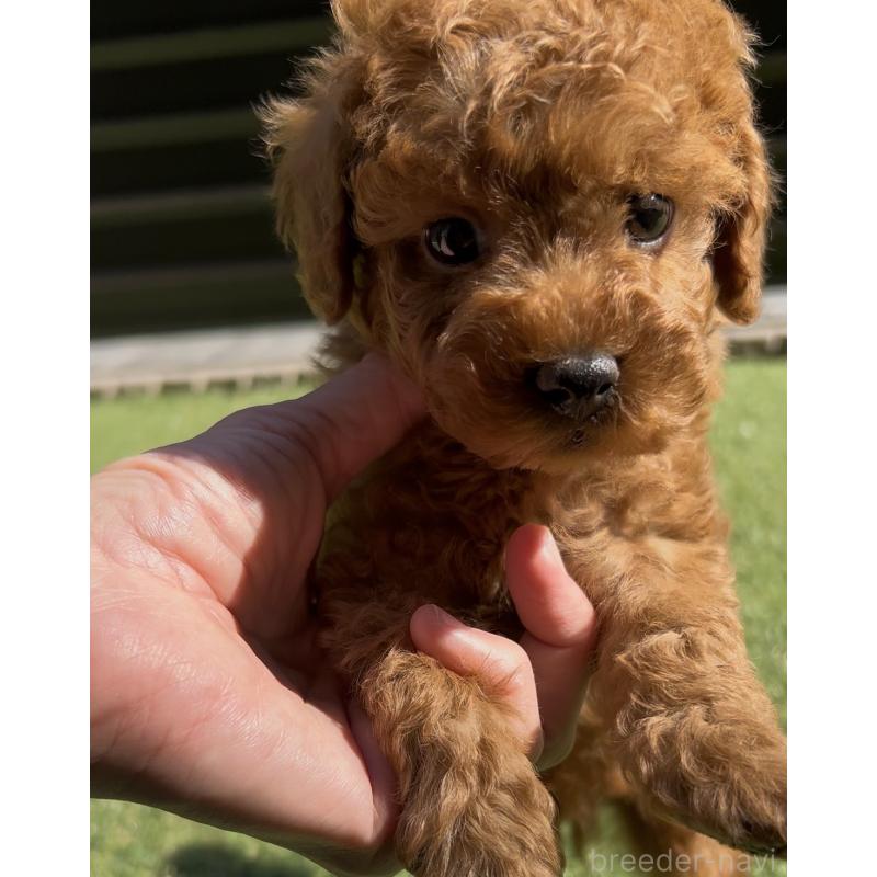 販売中の奈良県のタイニープードル-447056の13枚目