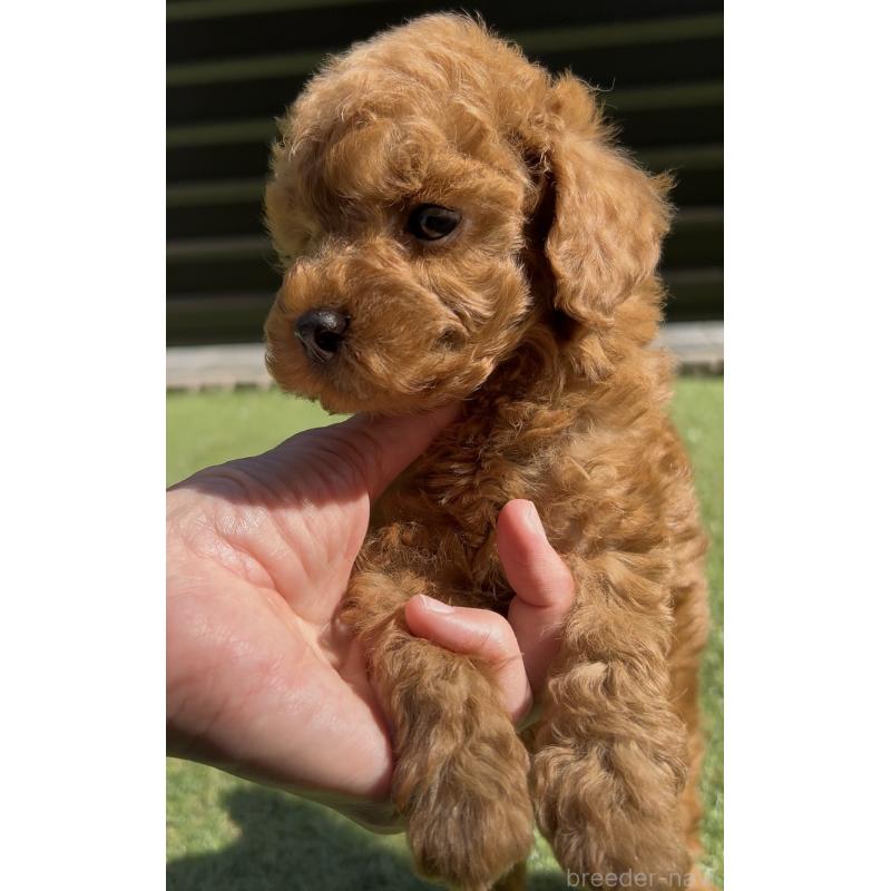 販売中の奈良県のタイニープードル-447056の12枚目