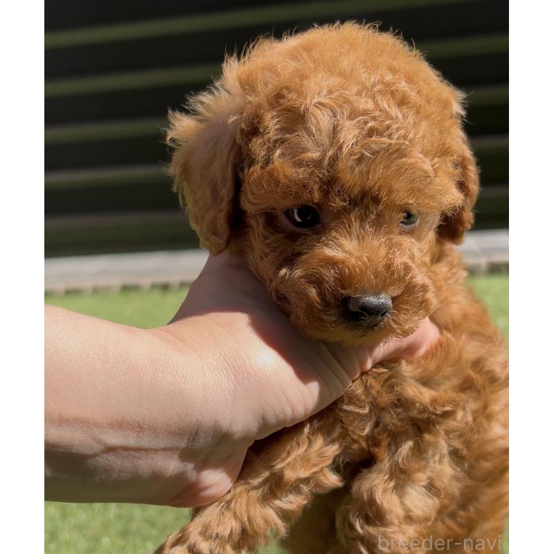 販売中の奈良県のタイニープードル-447056の11枚目