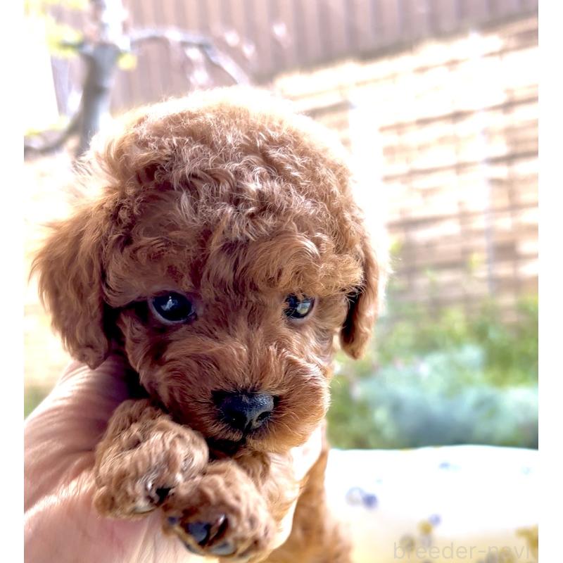 販売中の奈良県のタイニープードル-447056の10枚目