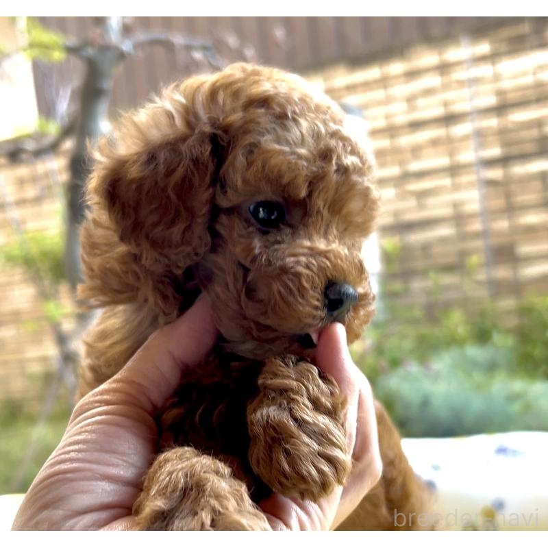 販売中の奈良県のタイニープードル-447056の9枚目