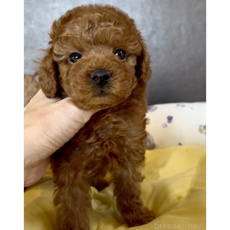 販売中の奈良県のタイニープードル-447056の8枚目