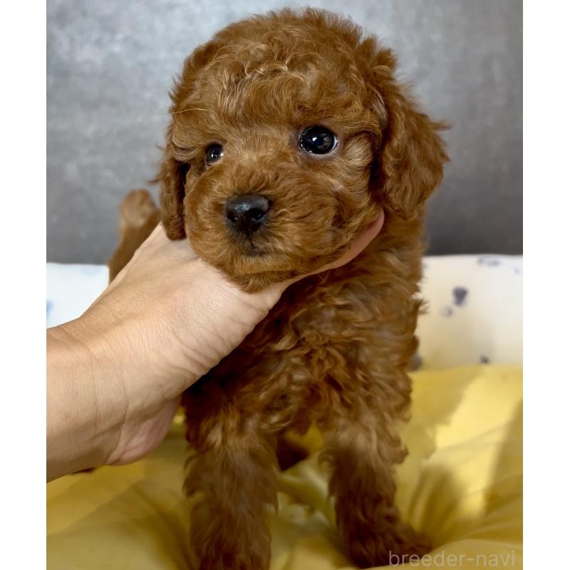 販売中の奈良県のタイニープードル-447056の7枚目