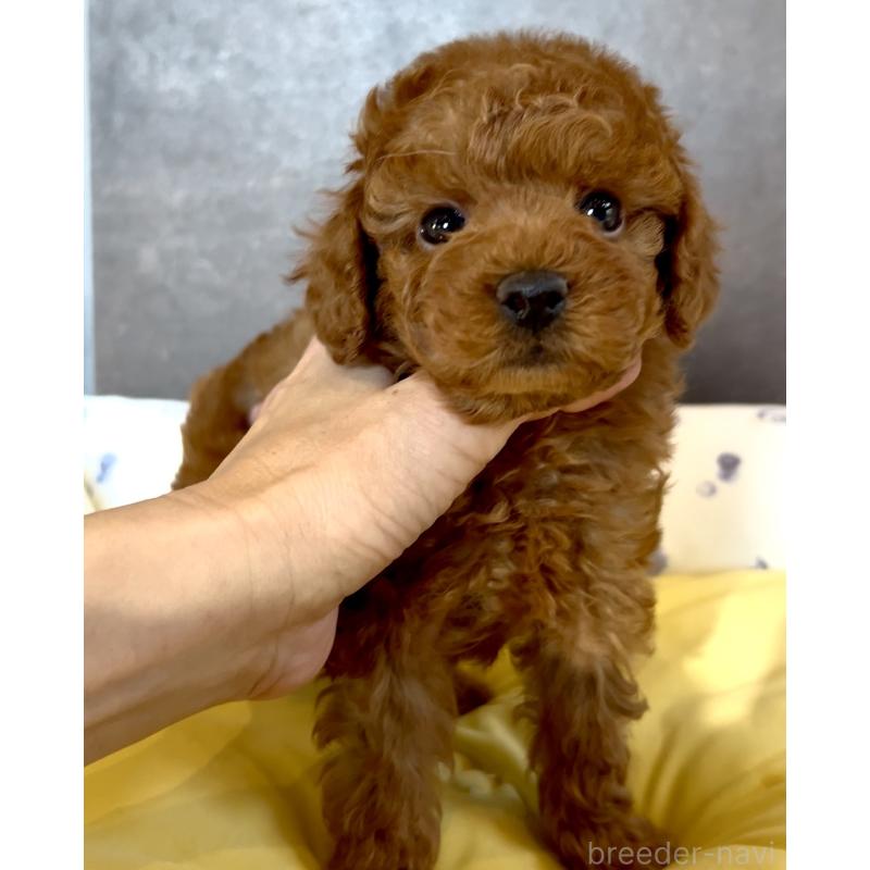 販売中の奈良県のタイニープードル-447056の6枚目