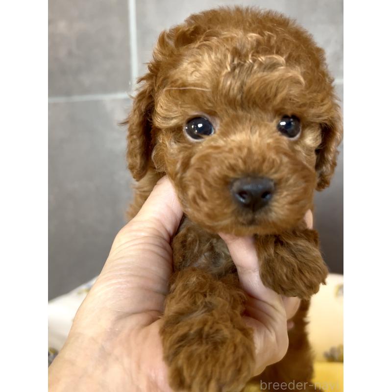 販売中の奈良県のタイニープードル-447056の5枚目