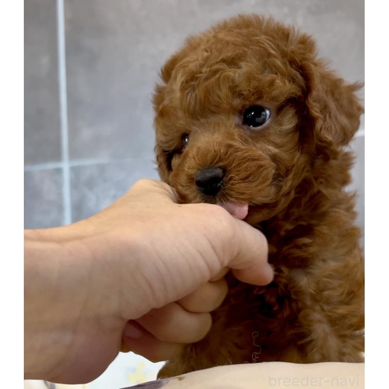 販売中の奈良県のタイニープードル-447056の4枚目