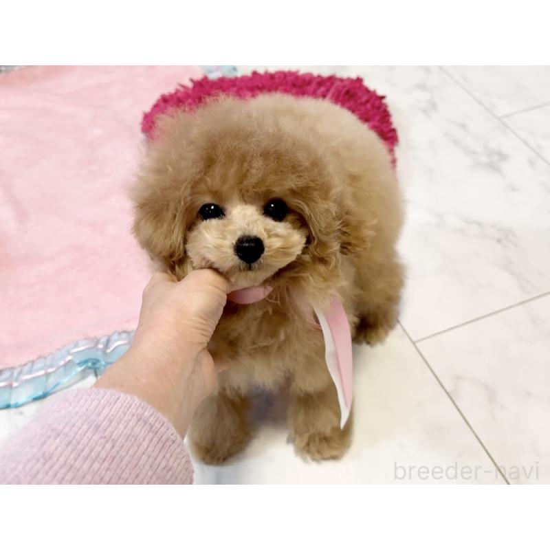 成約済の徳島県のタイニープードル-427869の7枚目