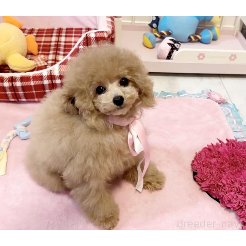 成約済の徳島県のタイニープードル-427869の6枚目