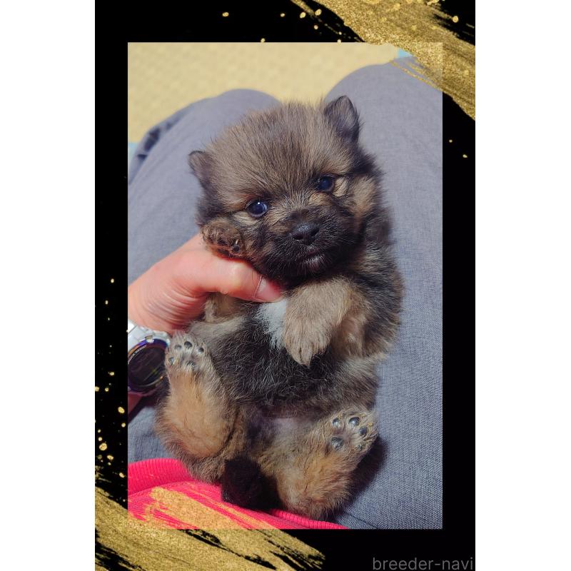 販売中の栃木県のポメラニアン-447057の5枚目