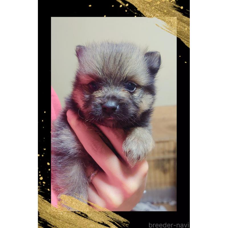 販売中の栃木県のポメラニアン-447057の4枚目