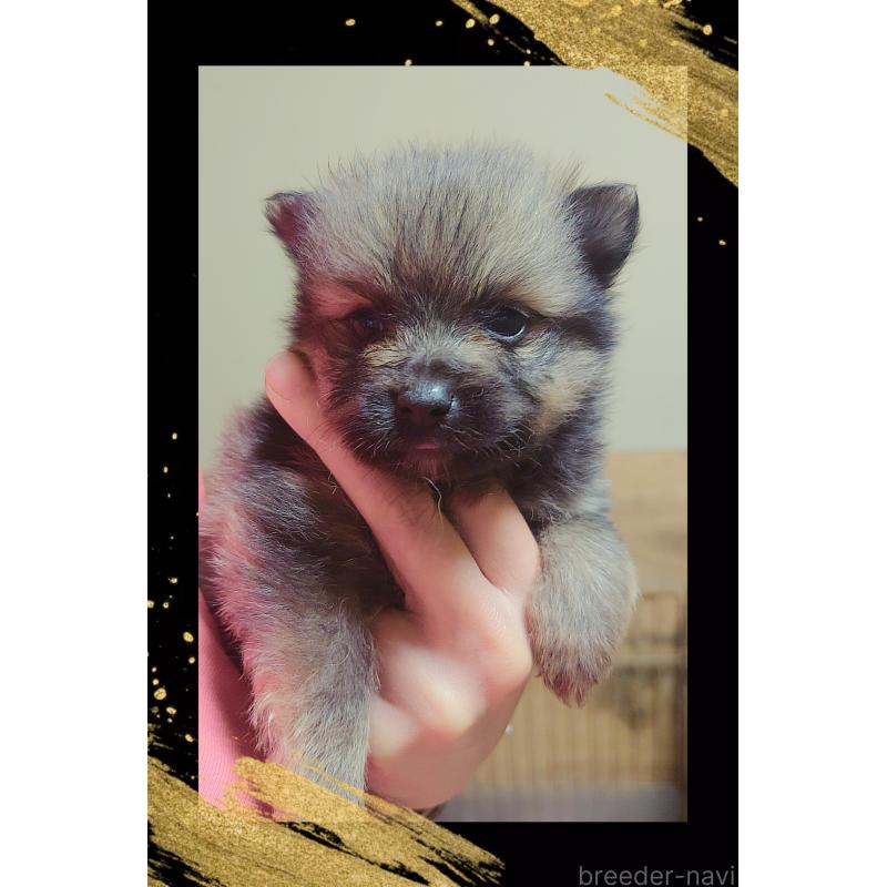 販売中の栃木県のポメラニアン-447057の3枚目