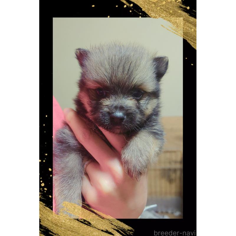 販売中の栃木県のポメラニアン-447057の2枚目