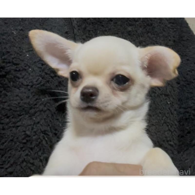 販売中の埼玉県のチワワ(スムースコート)-437926の5枚目