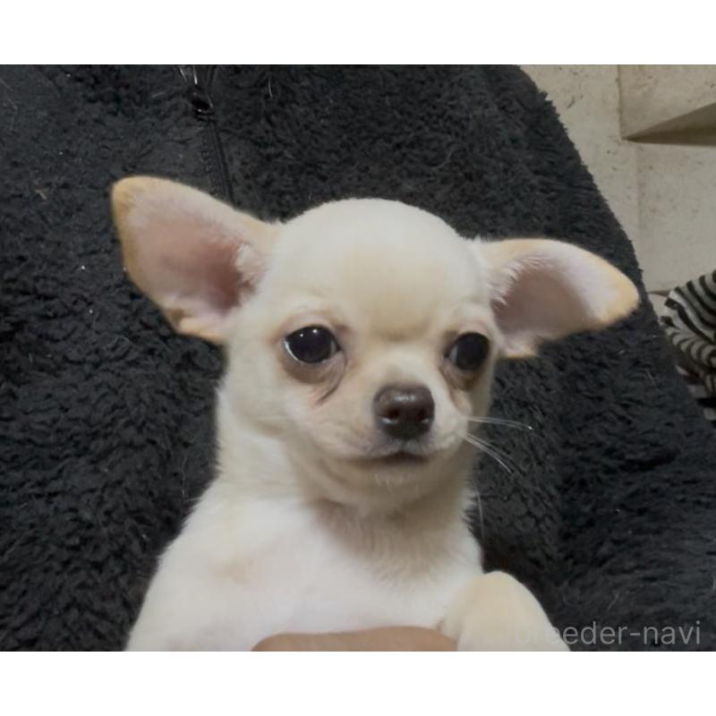 販売中の埼玉県のチワワ(スムースコート)-437926の4枚目